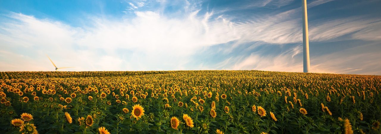 tournesols